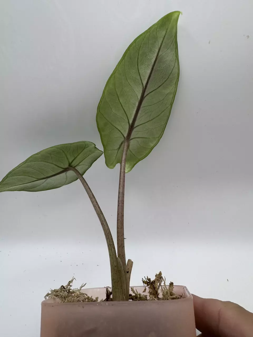 plant/Alocasia Scalprum Mint 0486-1