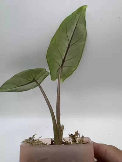 plant/Alocasia Scalprum Mint 0486-1-thumbnail