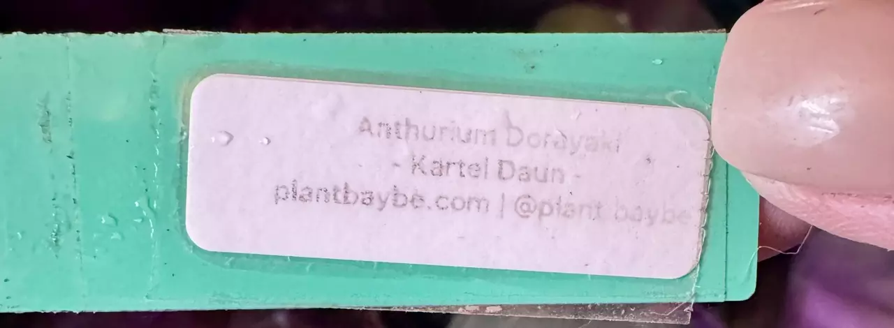 plant/Anthurium Dorayaki by Kartel Daun 0487-4