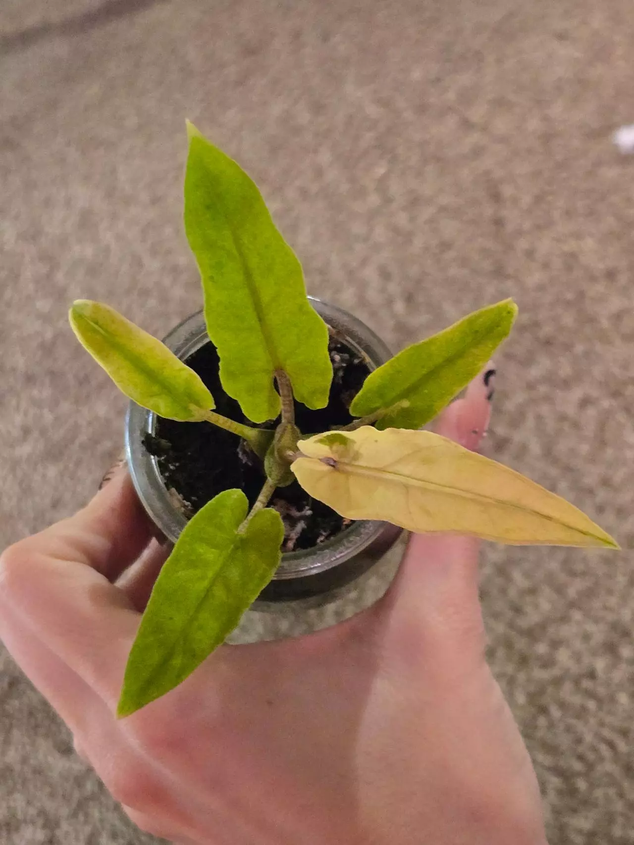 plant/Alocasia Lauterbachiana Mint-1