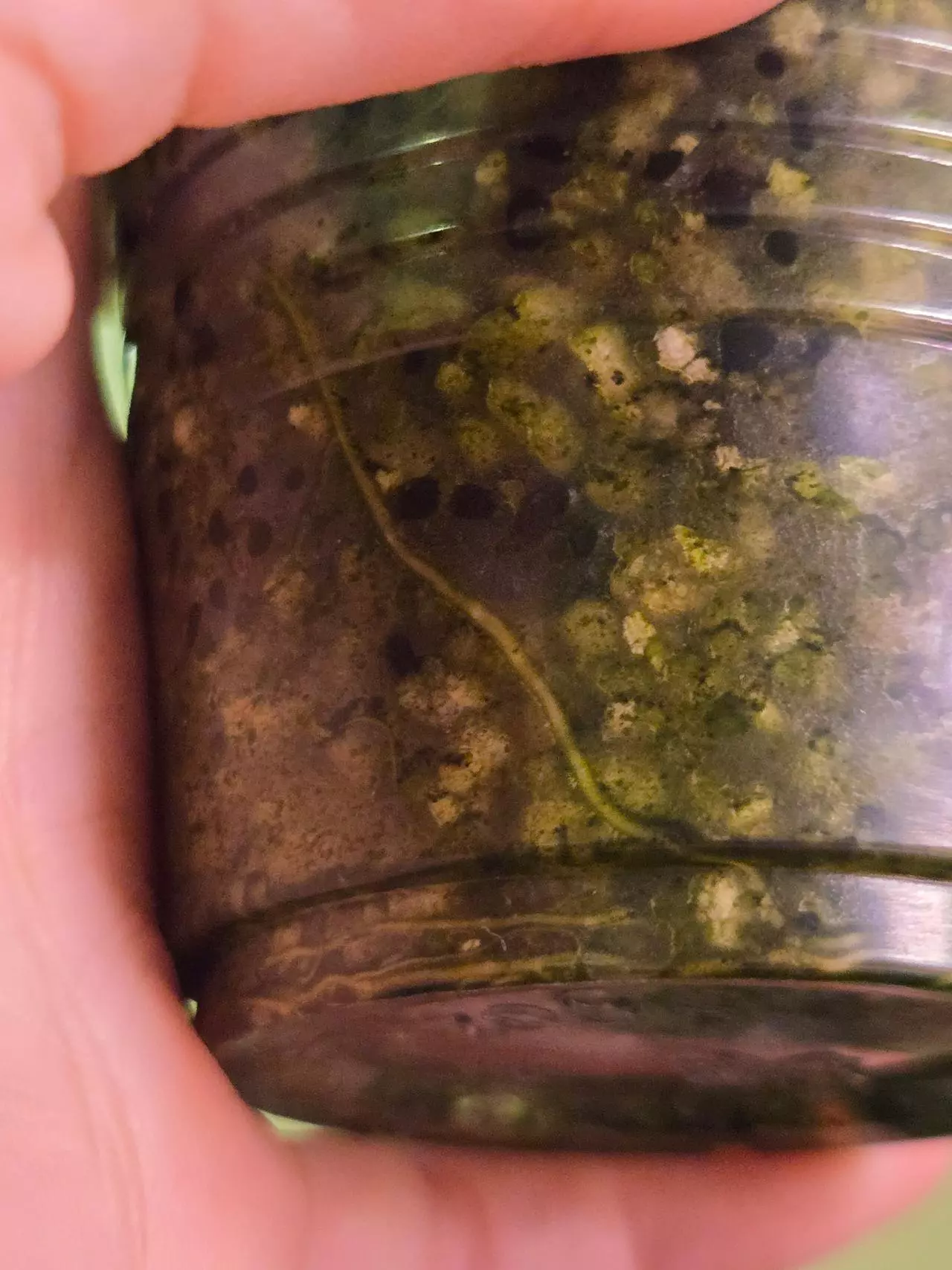 plant/Alocasia Pink Black Velvet-4