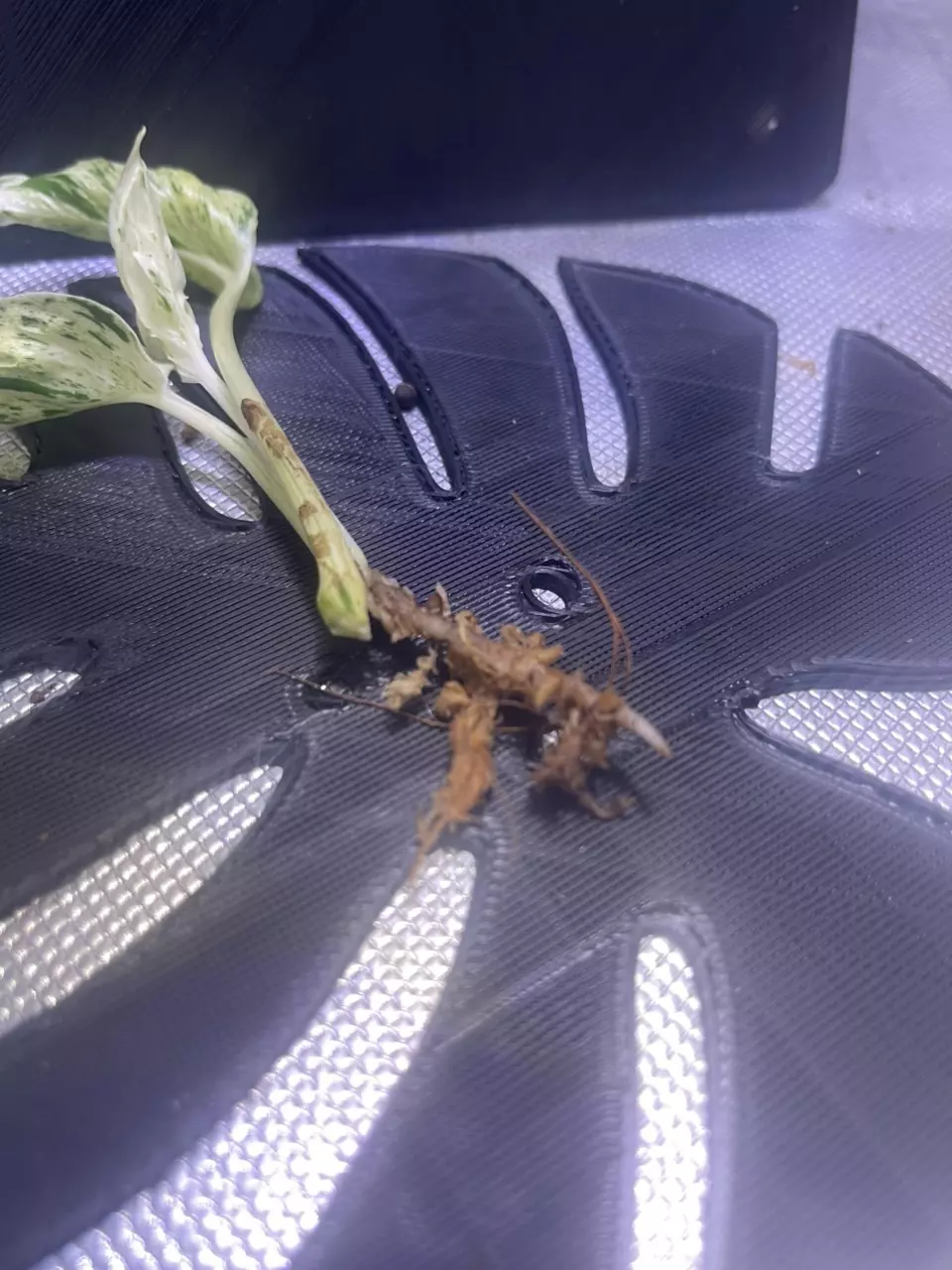 plant/Teruno Love Song-3