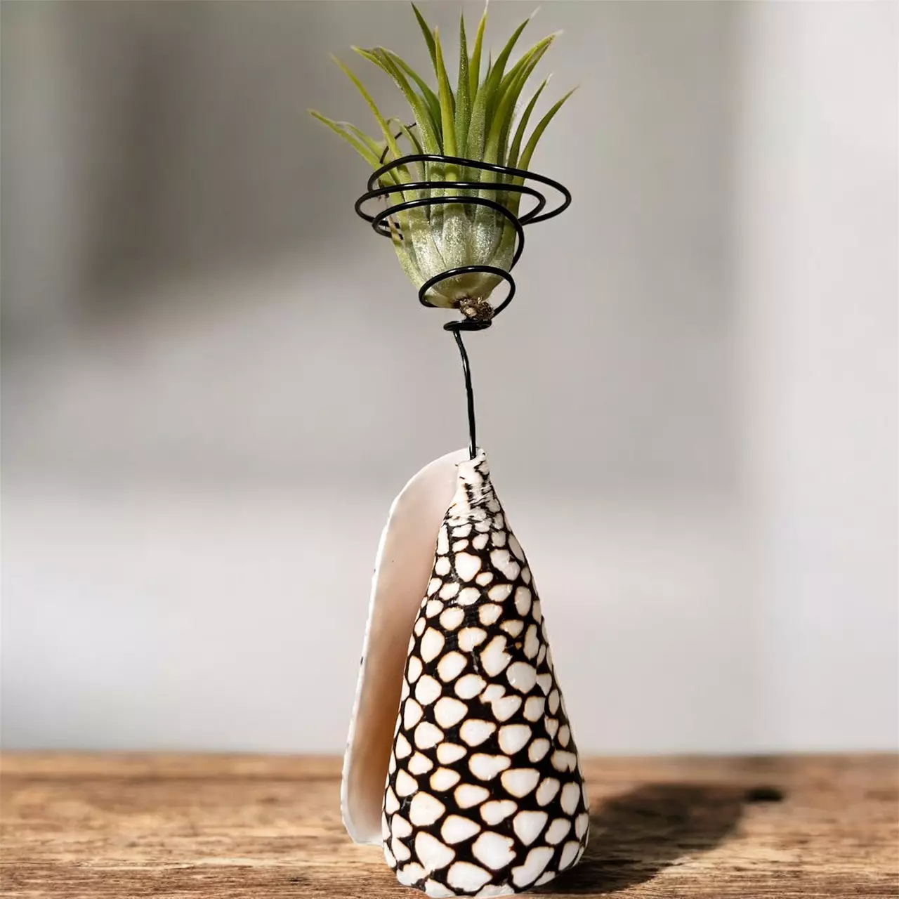 plant/Air plant display conus shell with Tillandsia Ionantha  Rubra-0