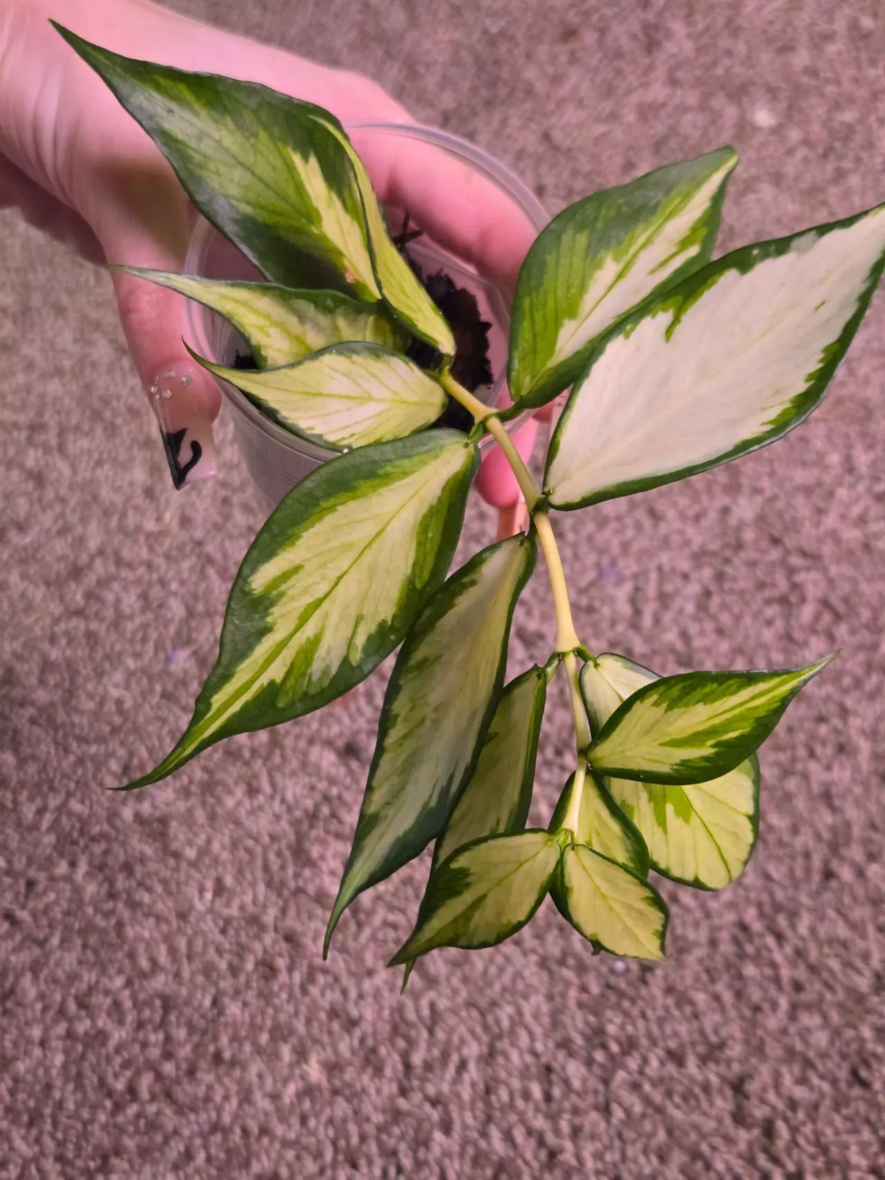 plant/Hoya Polyneura Varigated-0