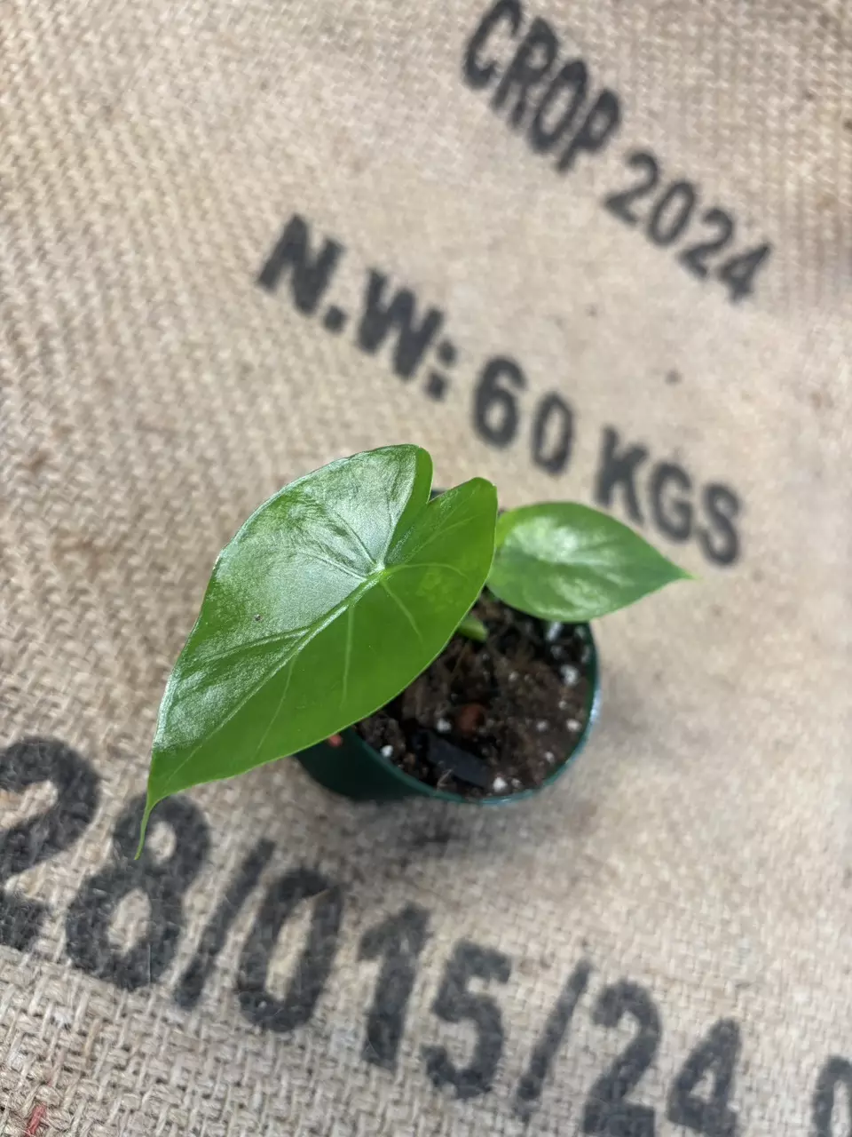 plant/Alocasia Gageana Aurea-2