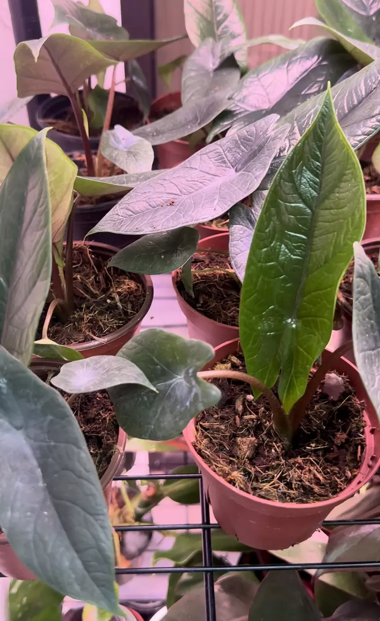 plant/Alocasia Scalprum - Alocasia Samar Lance-1