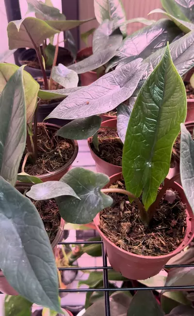 plant/Alocasia Scalprum - Alocasia Samar Lance-1-thumbnail