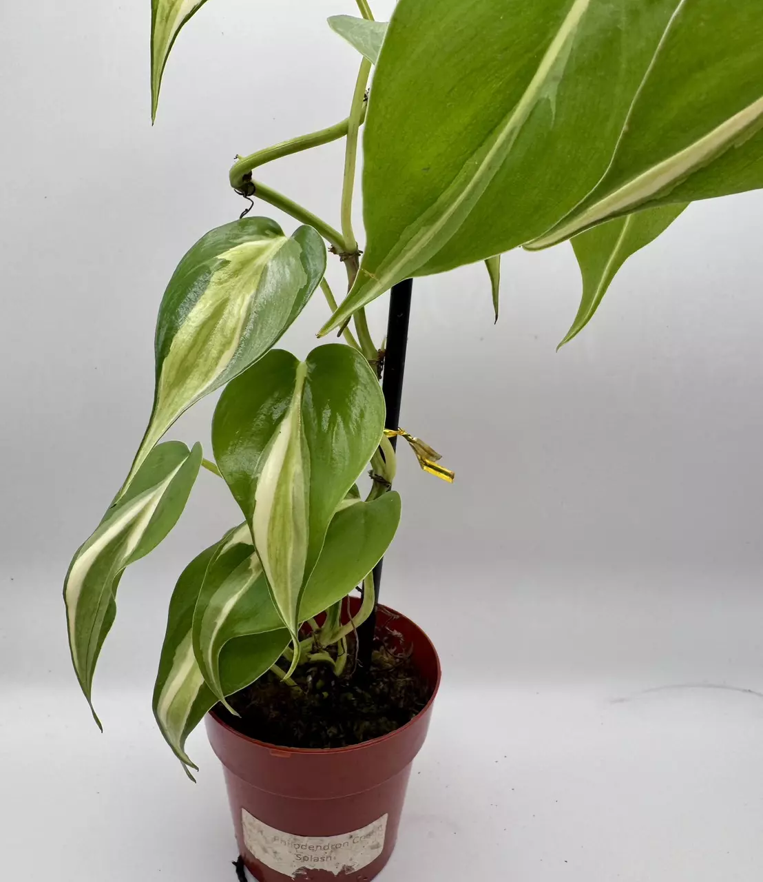 plant/Philodendron Cream Splash 0491-1