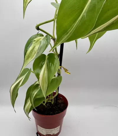 plant/Philodendron Cream Splash 0491-1-thumbnail
