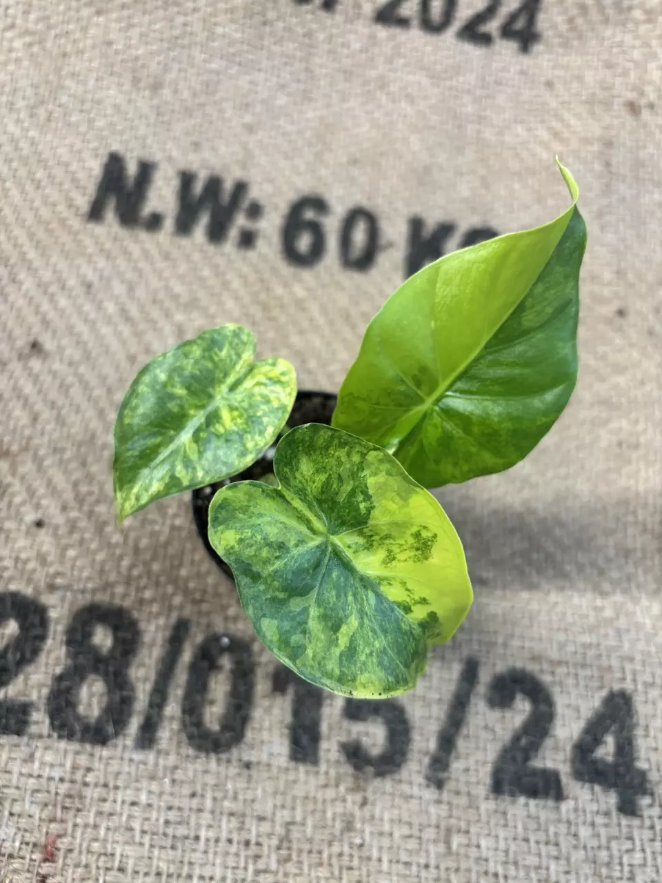 plant/Alocasia Gageana Aurea-3