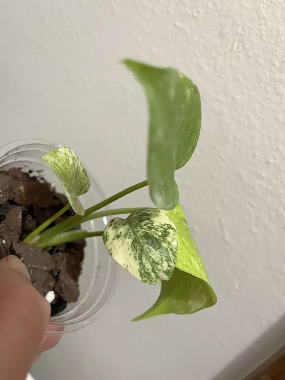 plant/Monstera Mint-1