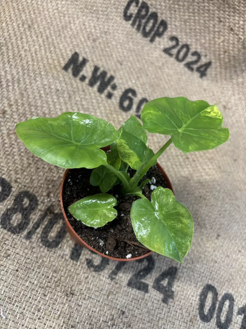 plant/Alocasia Gageana Aurea-0