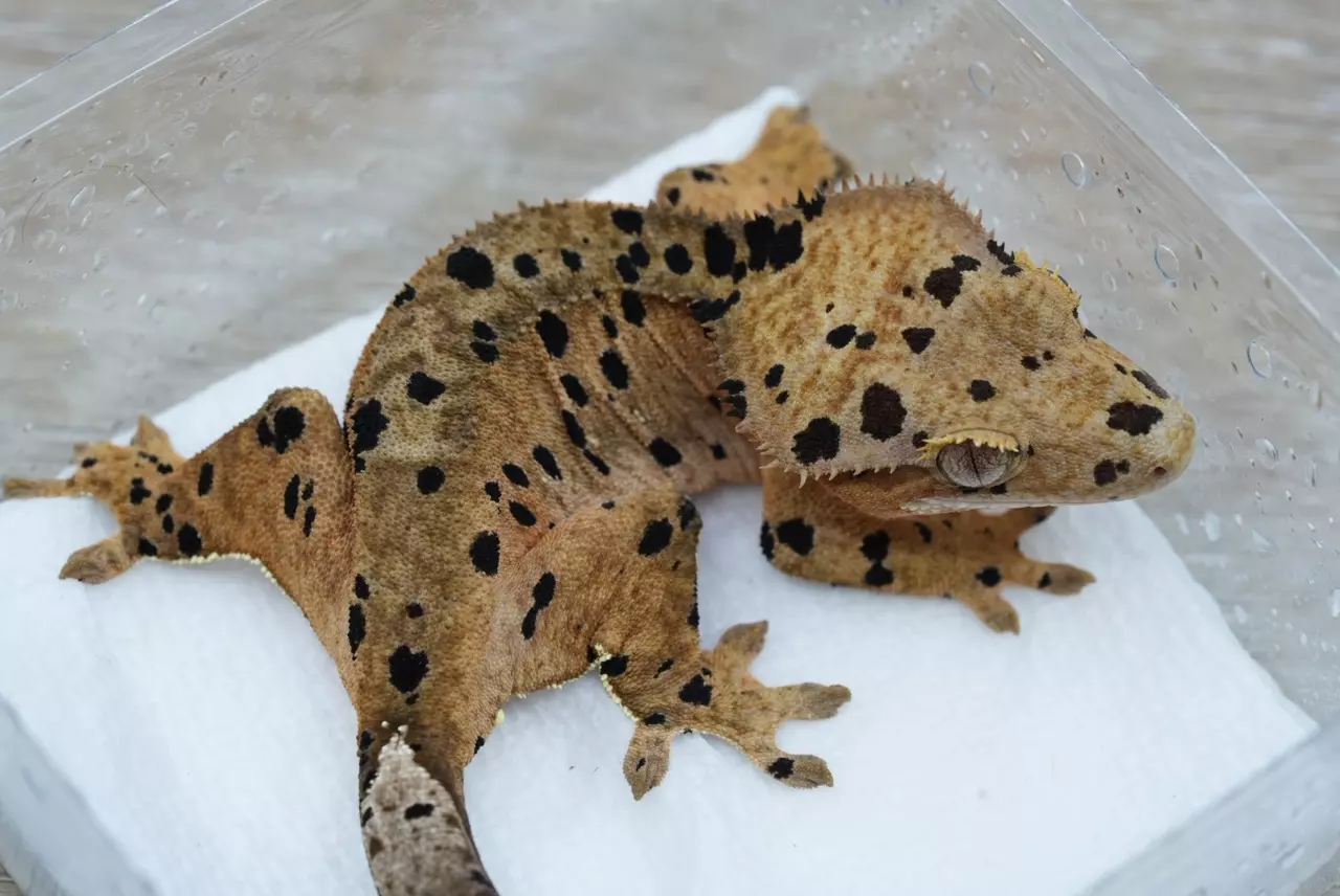 plant/P14 Archer x C2 super Dalmatian female-1