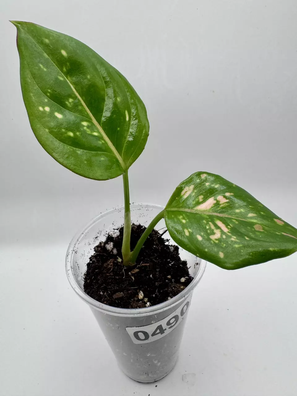 plant/Aglaonema Anyamanee Tricolor 0490-1
