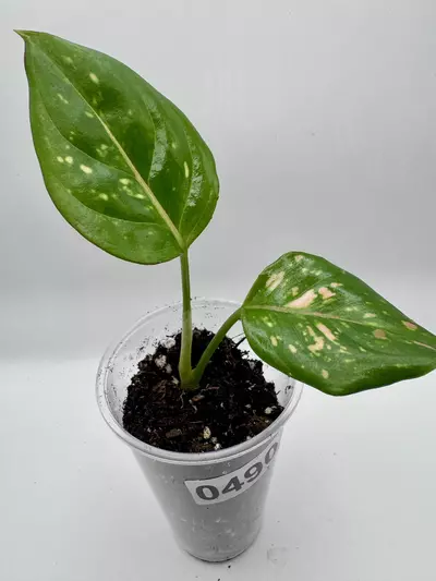 plant/Aglaonema Anyamanee Tricolor 0490-1-thumbnail