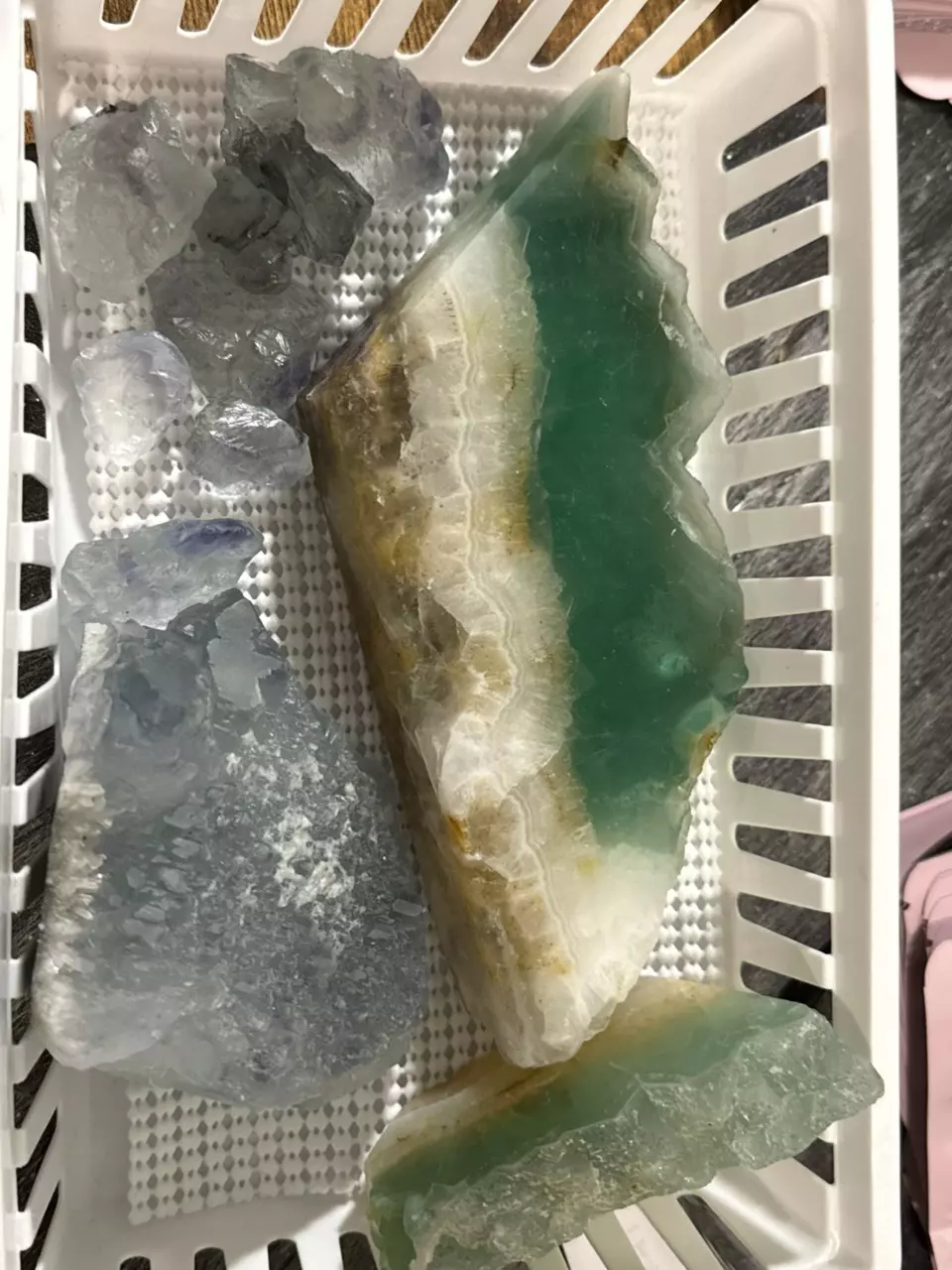 plant/Brooke Lewis-1