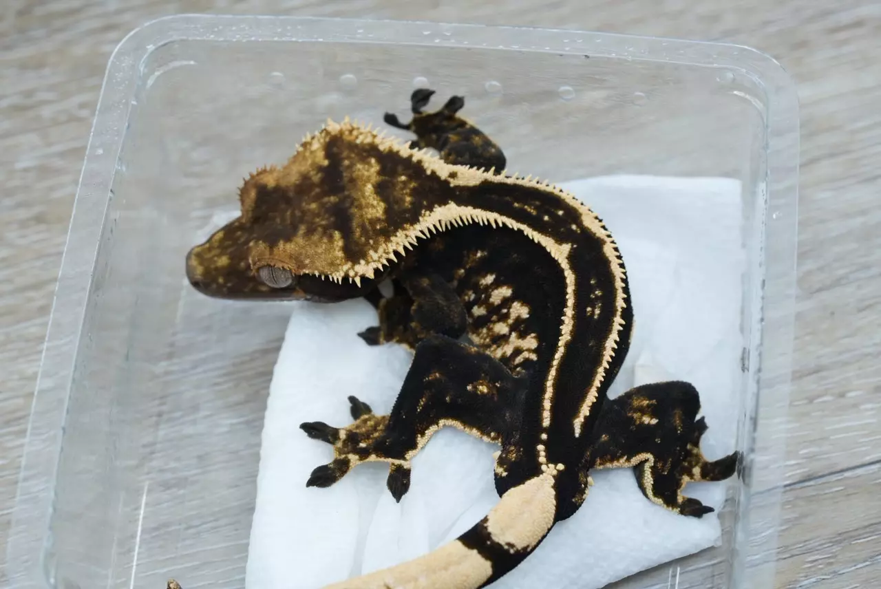 plant/288 super empty back rtb male (voyager sea legs)-1