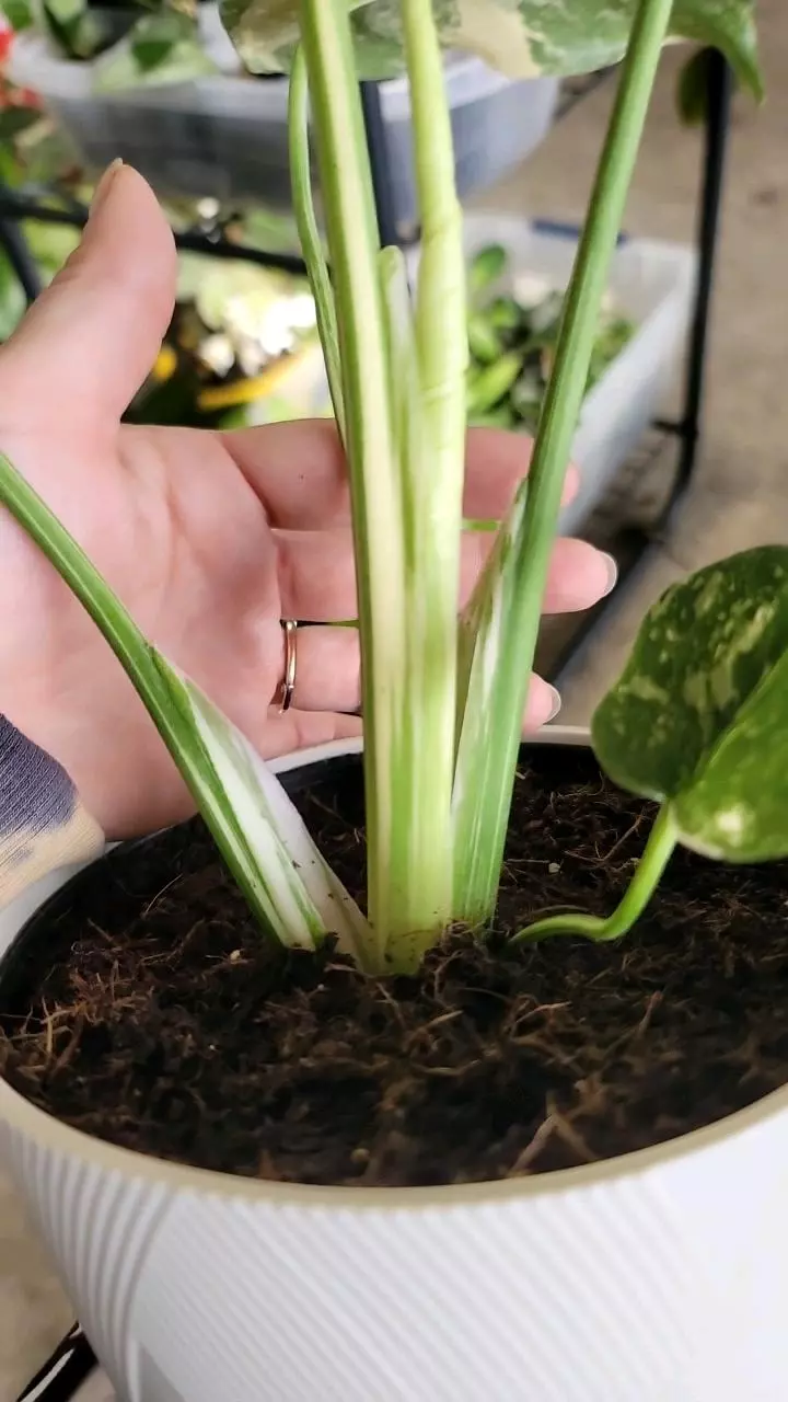 plant/Monstera Thai Con-1