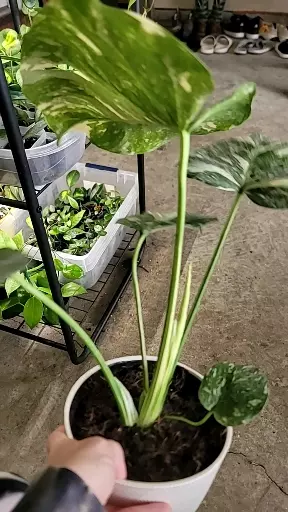 plant/Monstera Thai Con-2