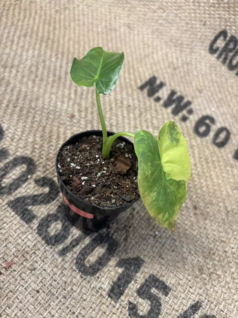 plant/Alocasia Gageana Aurea-1