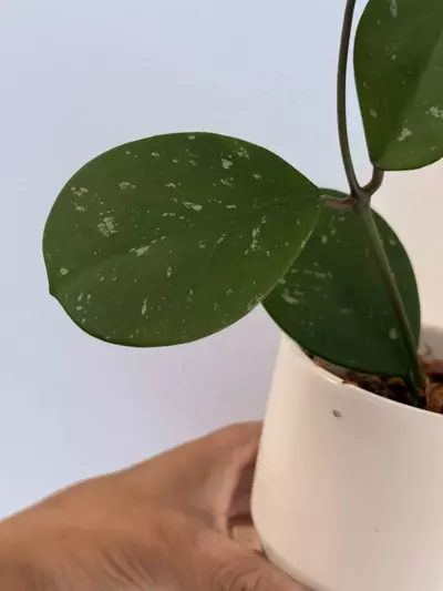 plant/Hoya Obavata splash cutting-2-thumbnail