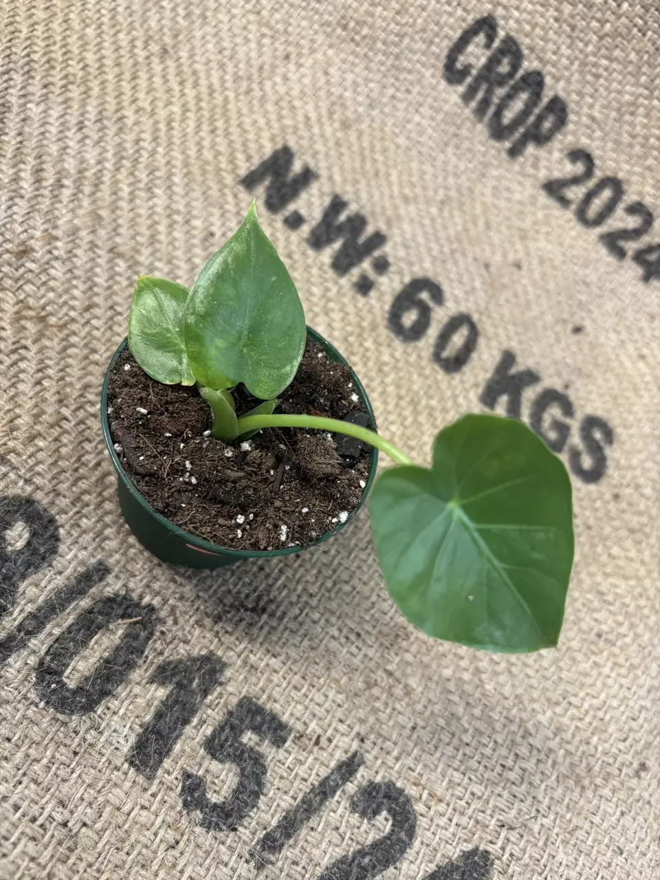 plant/Alocasia Gageana Aurea-0