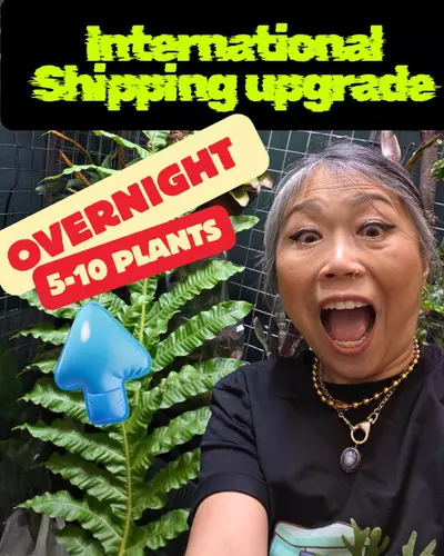 shipping_upgrade/Overnight International Shipping Upgrade-0-thumbnail