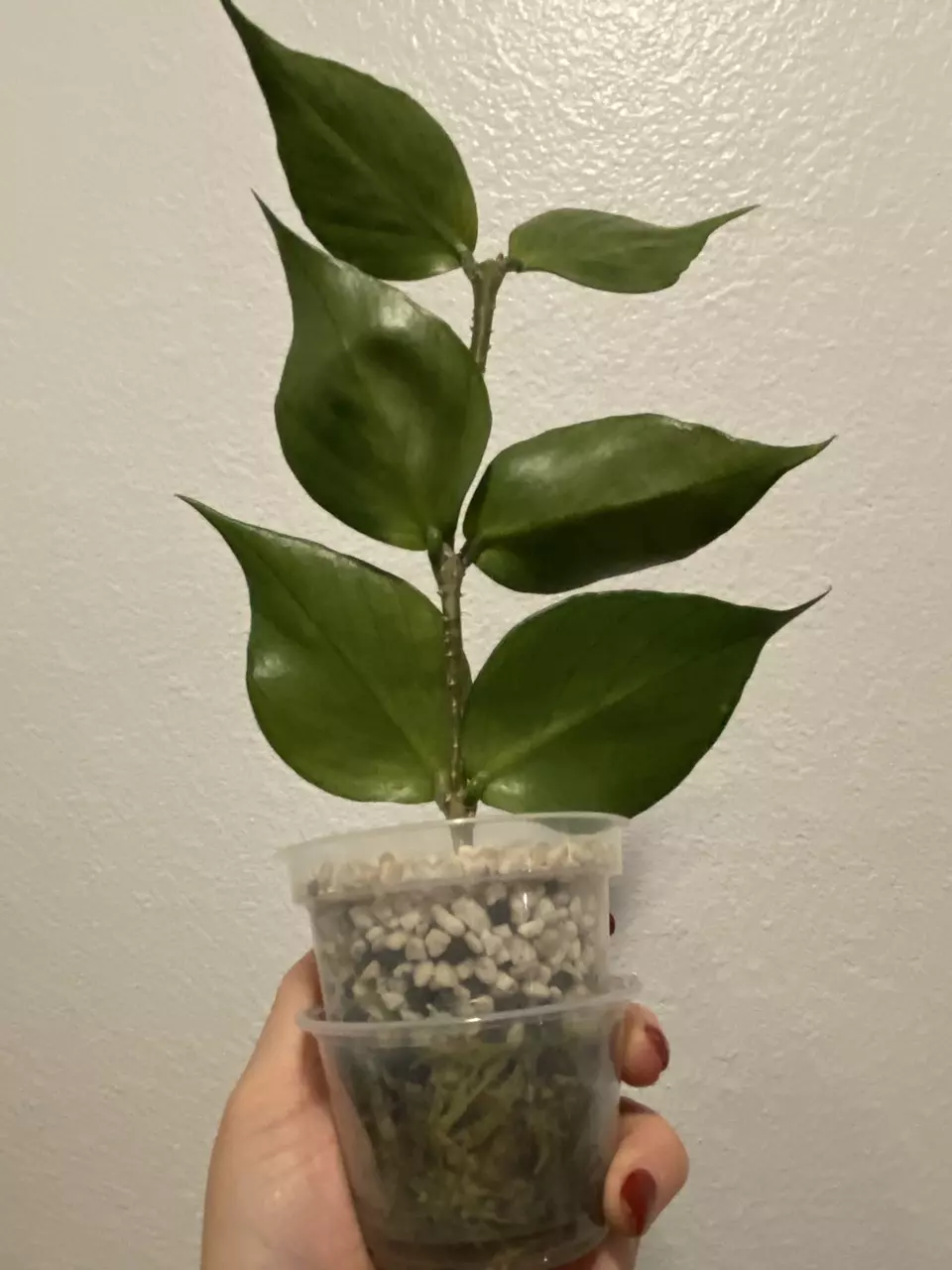 plant/Polyneura Broget Silver 3 nodes-0