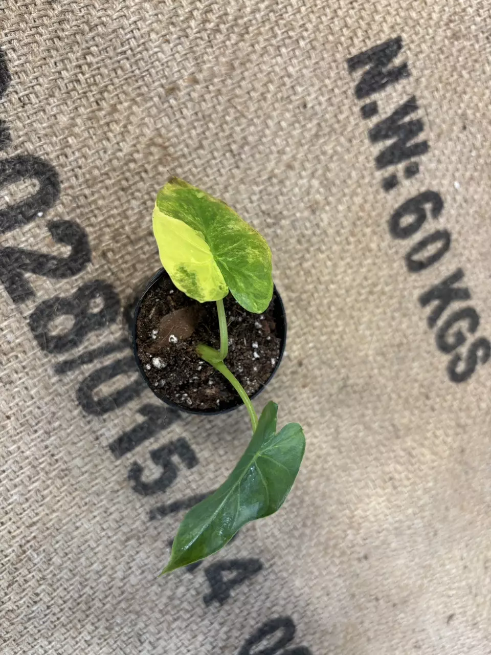 plant/Alocasia Gageana Aurea-0