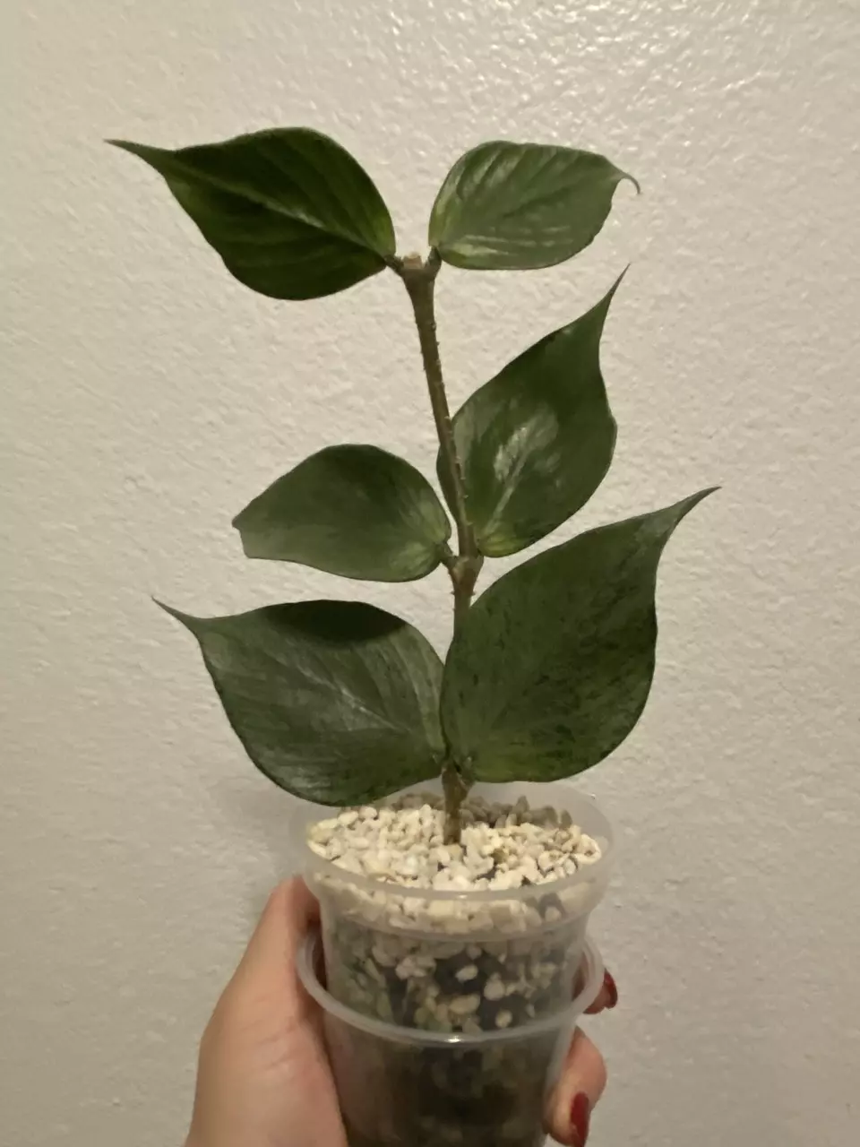 plant/Polyneura Broget Silver 3 nodes-1