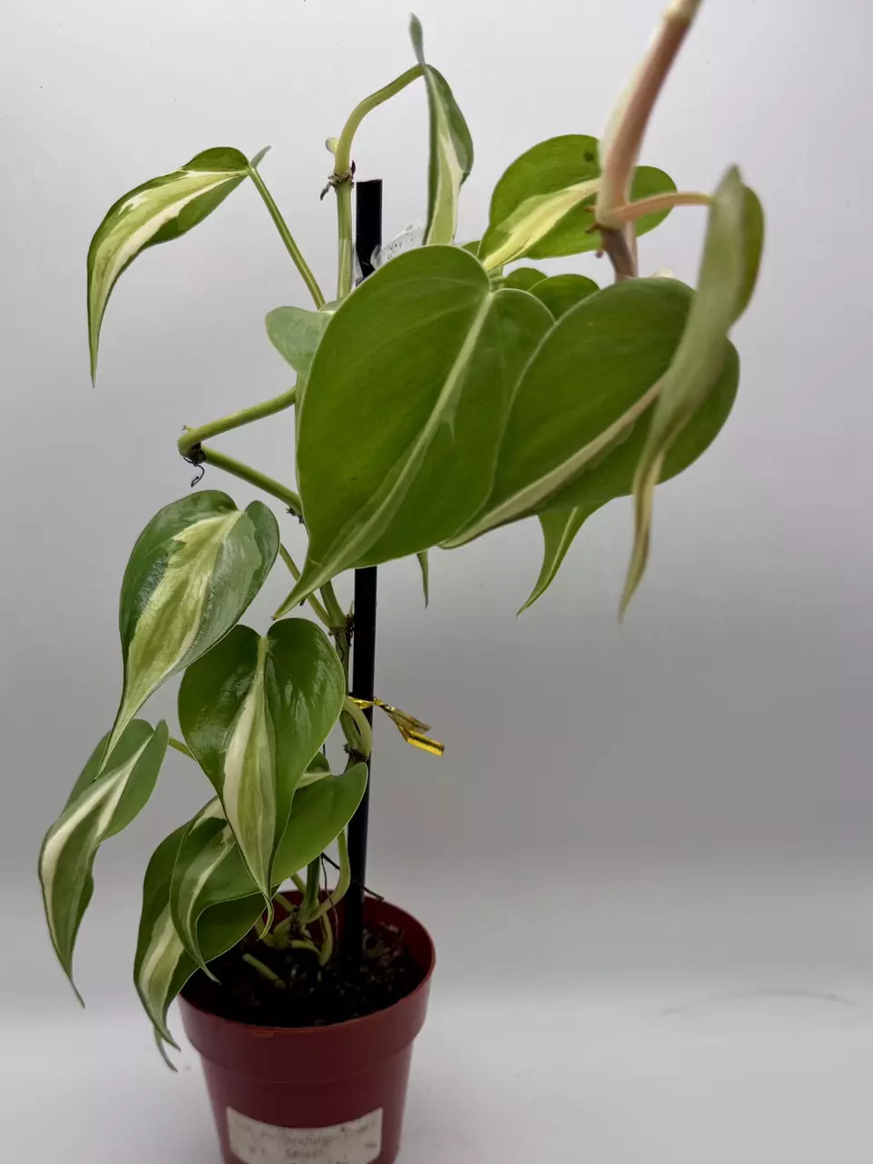 plant/Philodendron Cream Splash 0491-2