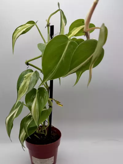 plant/Philodendron Cream Splash 0491-2-thumbnail