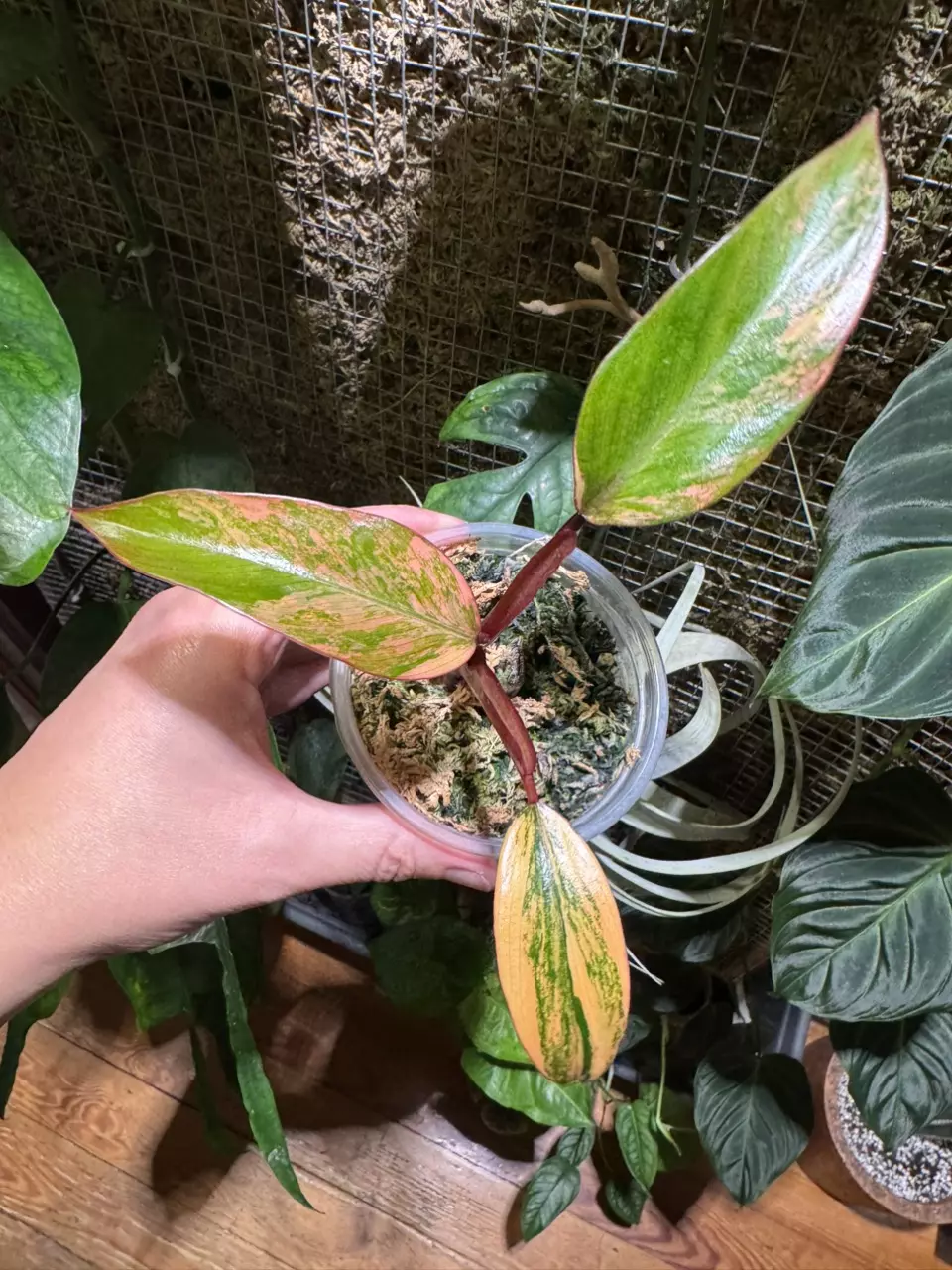 plant/Philodendron Strawberry Shake-0