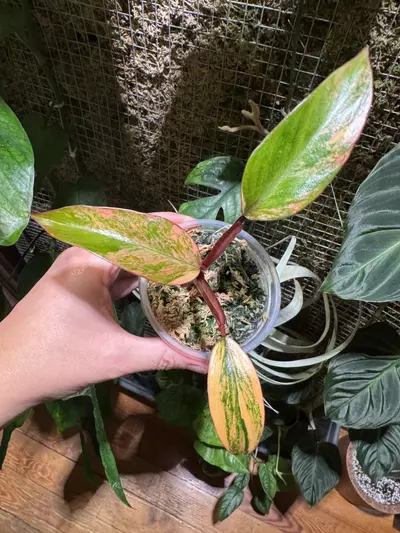 plant/Philodendron Strawberry Shake-0-thumbnail