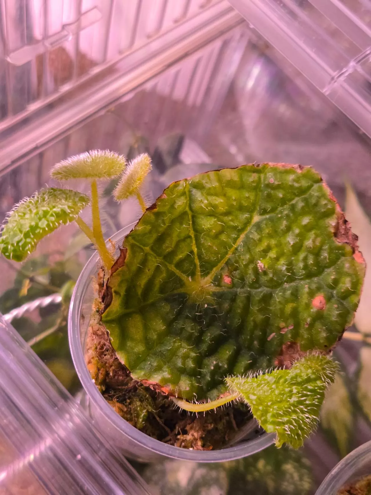 plant/Begonia Staudtii-1