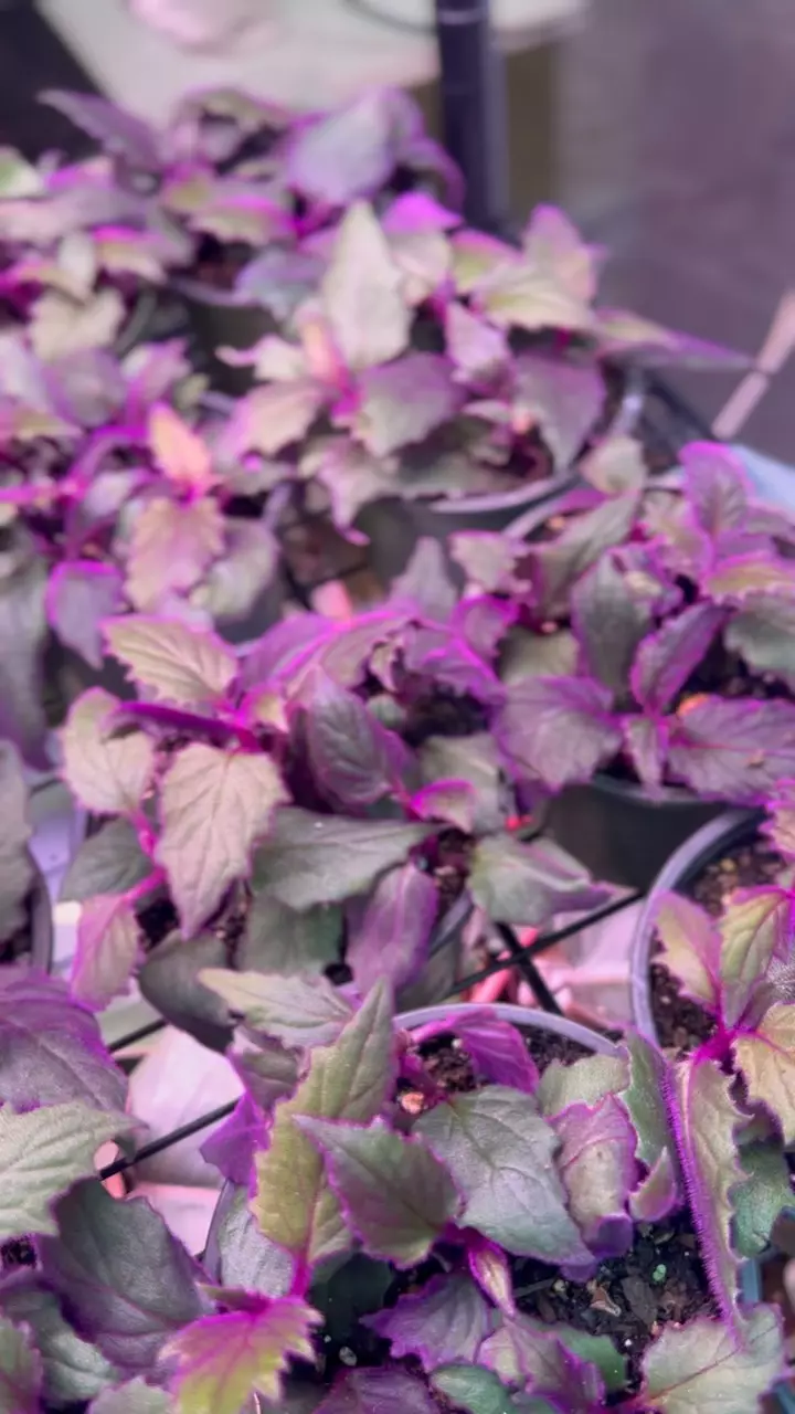 plant/Purple Passion 4 Inch Pot-3