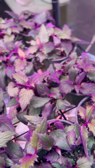 plant/Purple Passion 4 Inch Pot-3-thumbnail