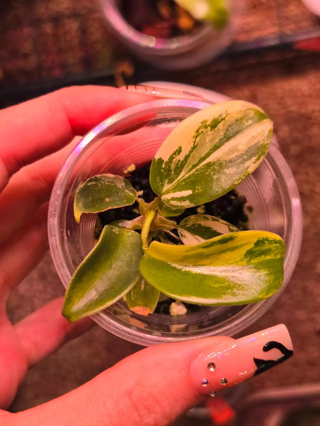 plant/Varigated Florida Beauty-0