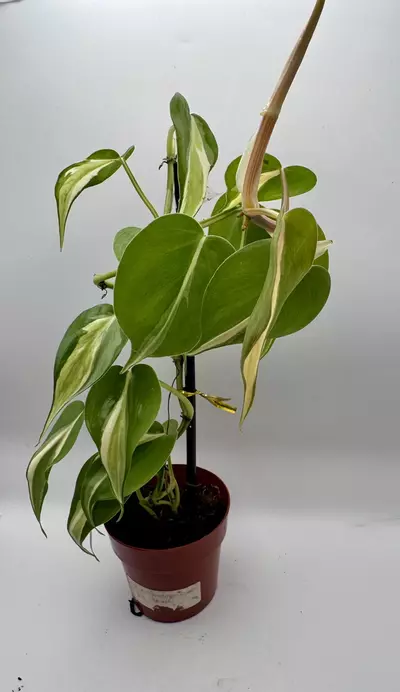 plant/Philodendron Cream Splash 0491-0-thumbnail