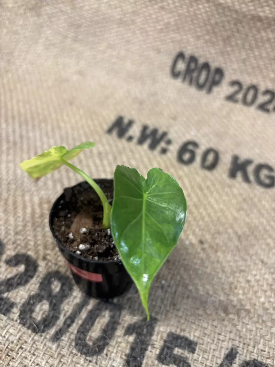 plant/Alocasia Gageana Aurea-3