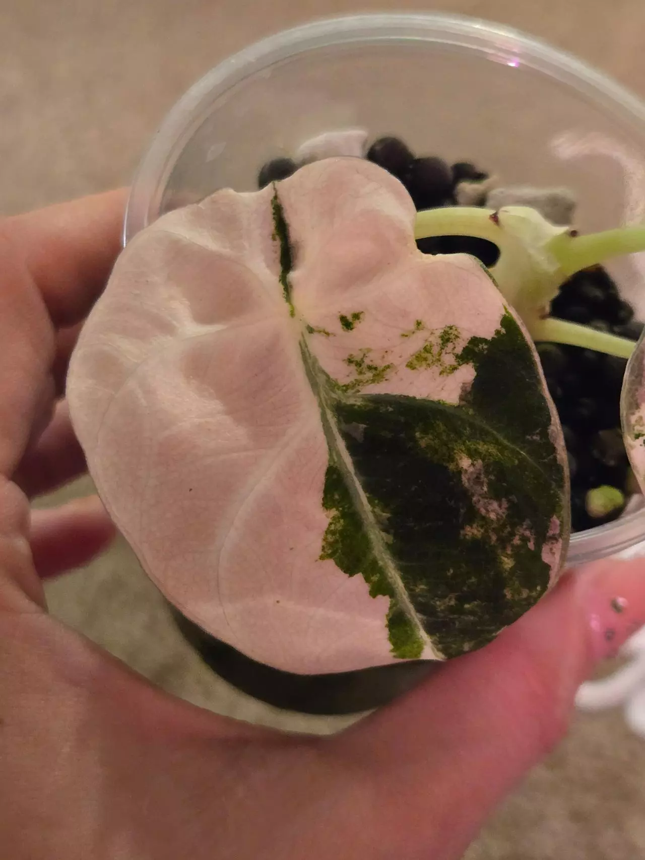 plant/Alocasia Pink Black Velvet-1