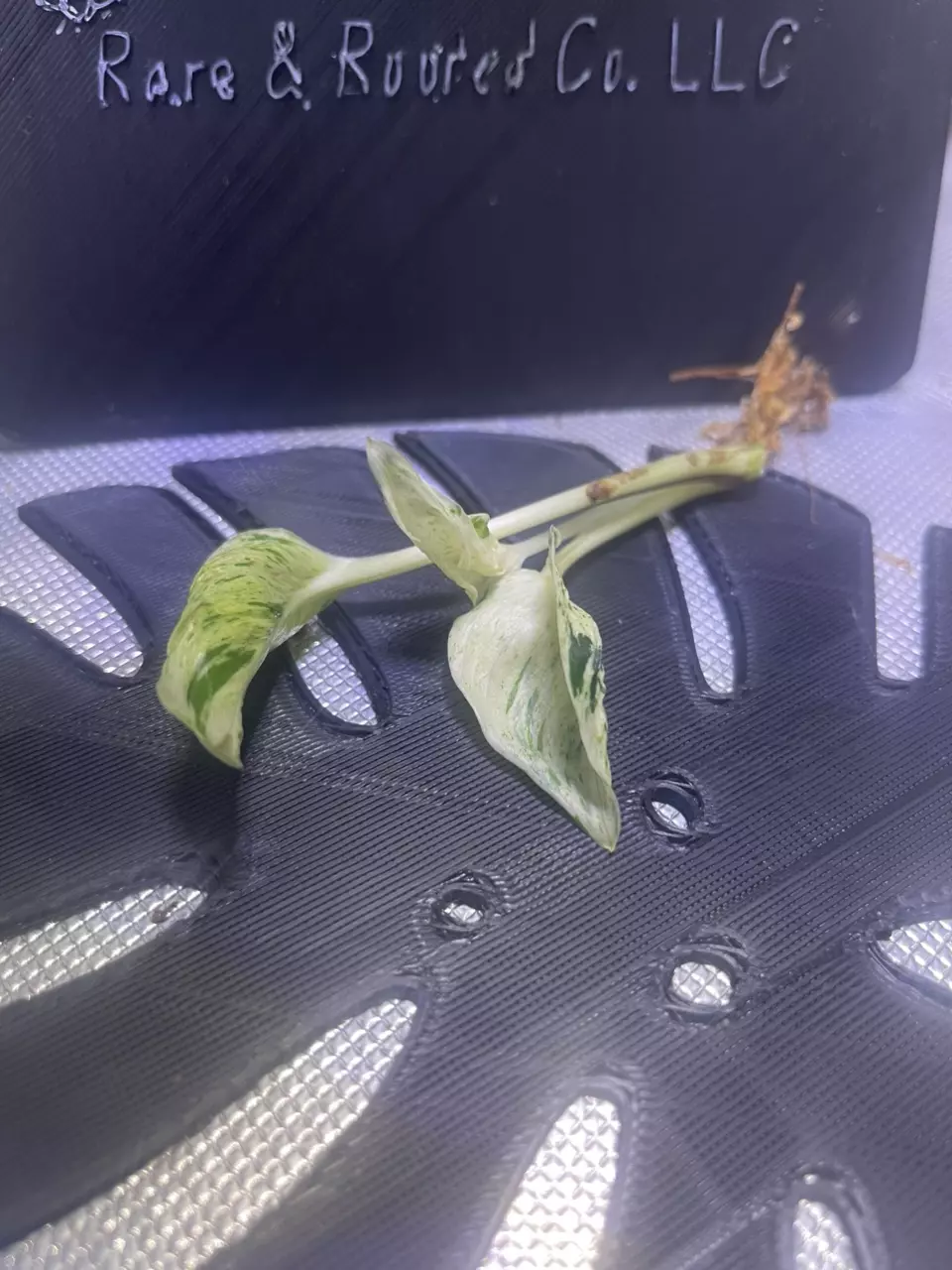 plant/Teruno Love Song-0