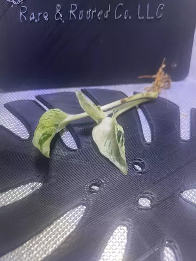 plant/Teruno Love Song-0-thumbnail