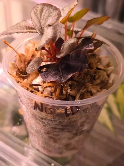 plant/Begonia Red Kiss-2-thumbnail