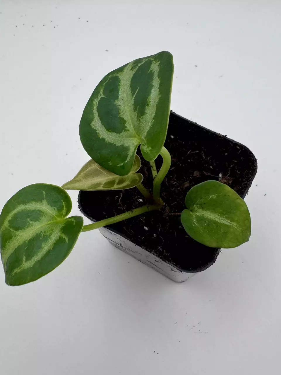 plant/Anthurium Dorayaki by Kartel Daun 0487-1