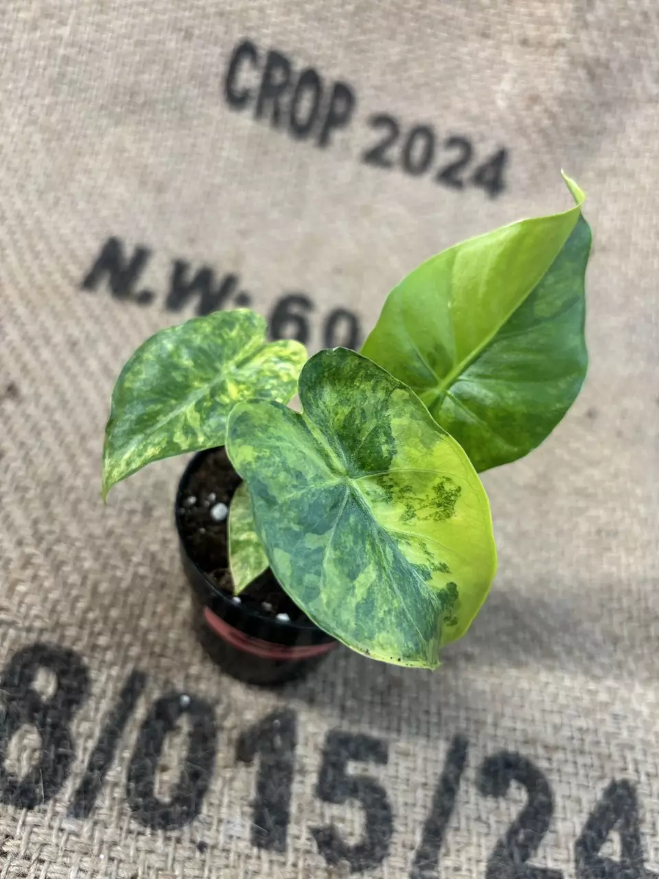 plant/Alocasia Gageana Aurea-0