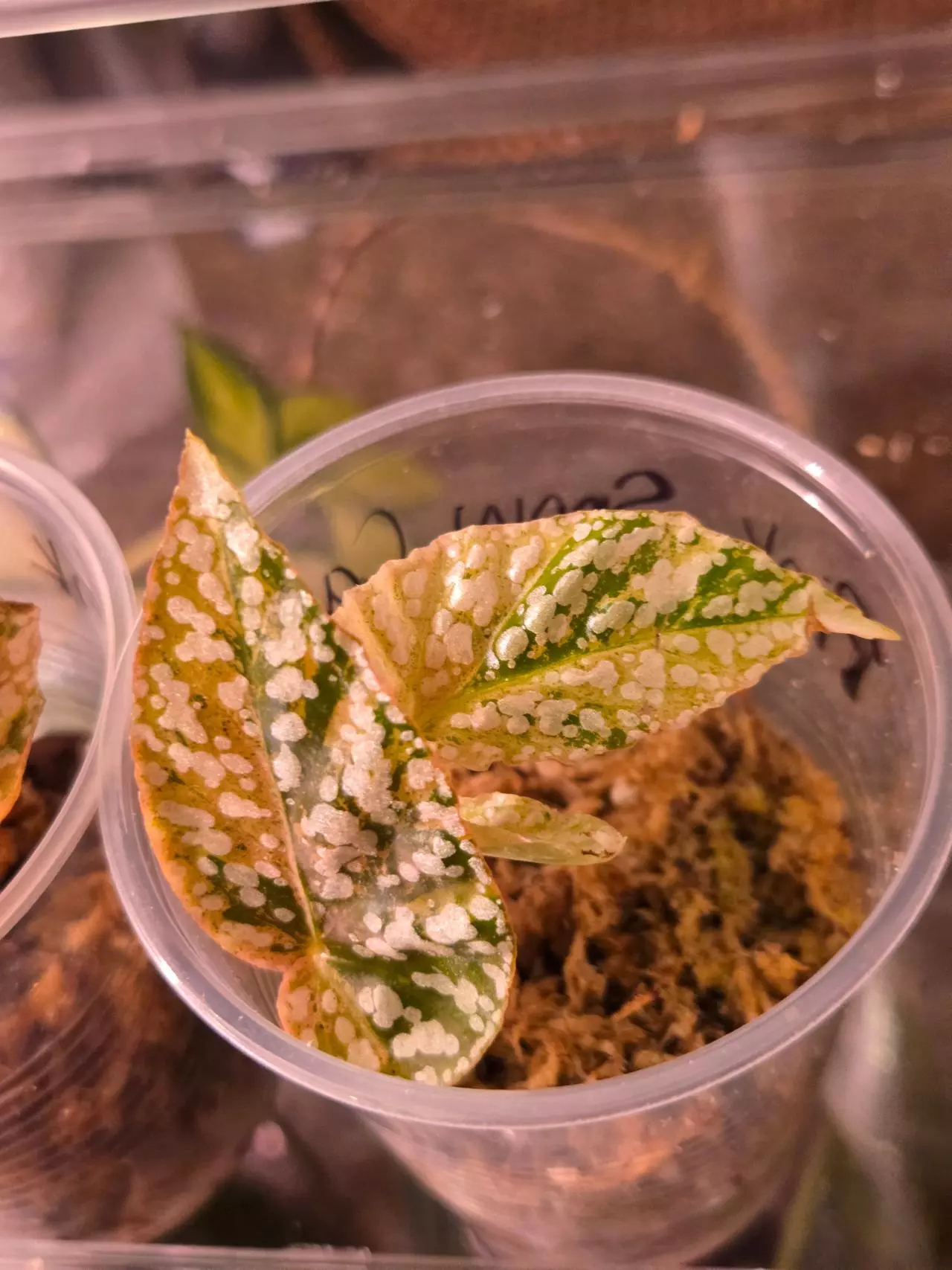 plant/Begonia Pink Varigated Snow Capp-0