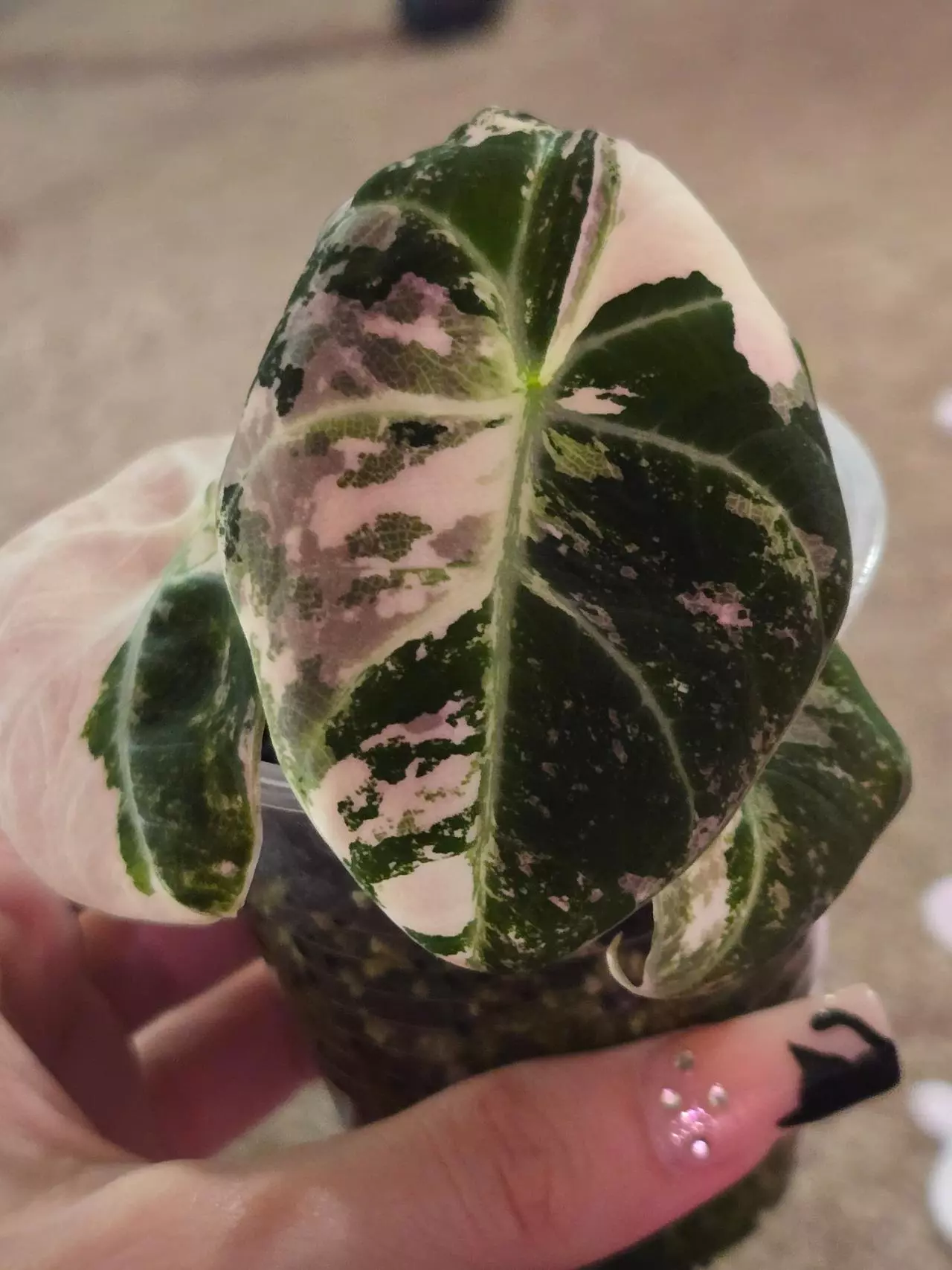 plant/Alocasia Pink Black Velvet-0