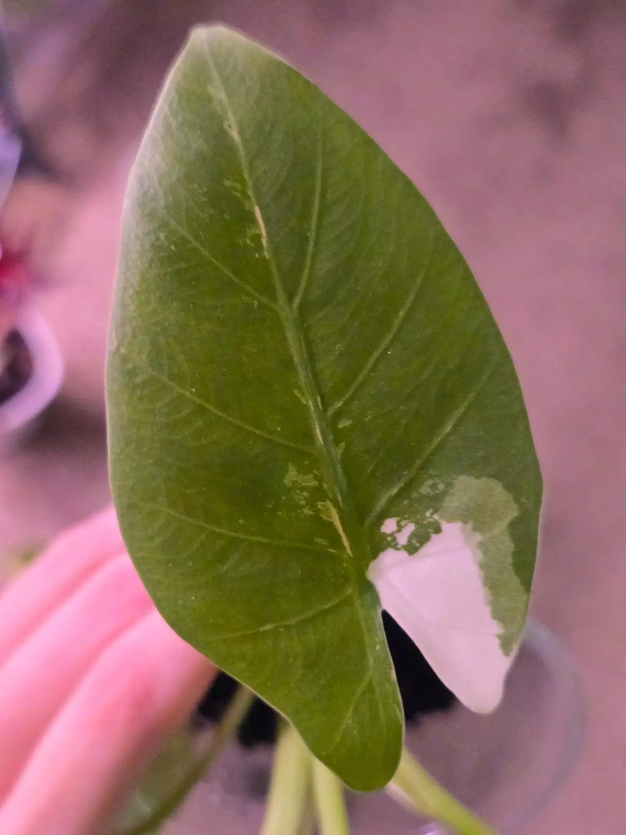 plant/Varigated No ID Alocasia-3