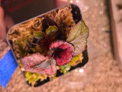 plant/Begonia Red Kiss-5-thumbnail